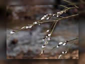 Foto: Natur, Frühling 1
