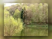 Foto: Natur, Sommer 1