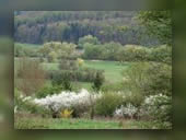 Foto: Natur, Frühling 2