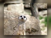 Foto: Natur, Tiere